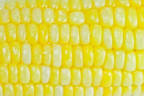 Corn Stock Photos