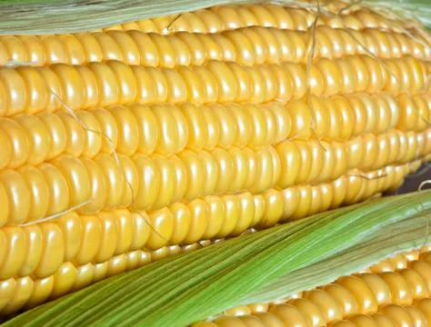 Corn Stock Photos