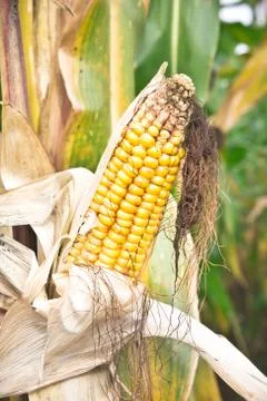 Corn Stock Photos