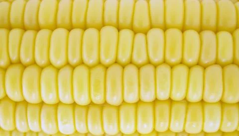 Corn Foto stock