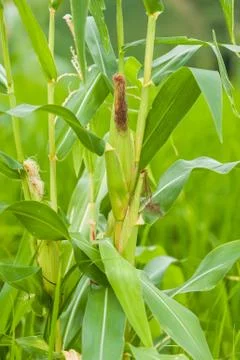Corn Stock Photos
