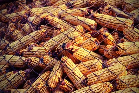 Corn Stock Photos