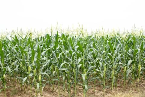 Corn. Stock Photos
