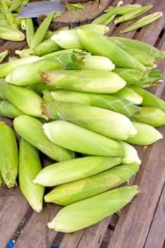 Corn. Stock Photos