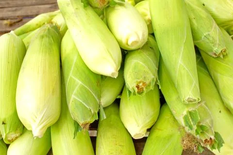 Corn. Stock Photos
