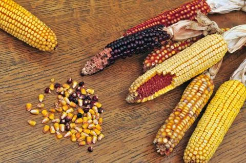 Corn Stock Photos