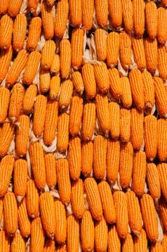 Corn Stock Photos
