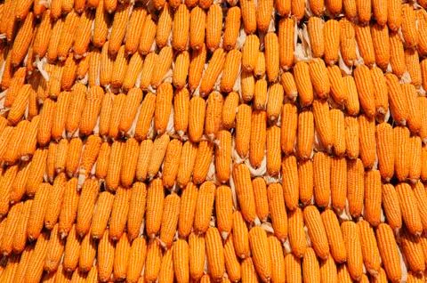 Corn Stock Photos