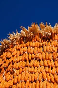 Corn Stock Photos
