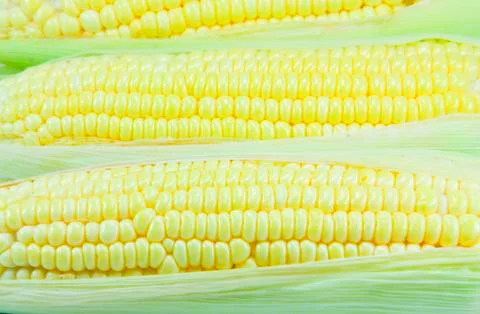 Corn Stock Photos