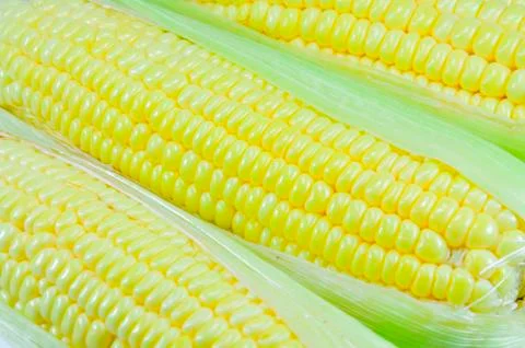 Corn Stock Photos