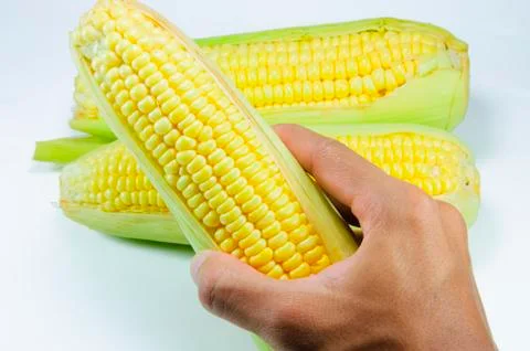 Corn Stock Photos