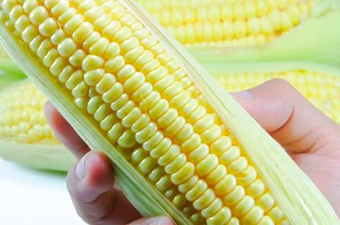 Corn Stock Photos