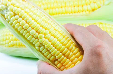 Corn Stock Photos