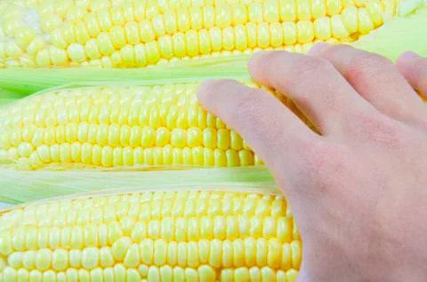 Corn Stock Photos