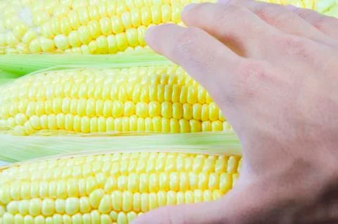 Corn Stock Photos