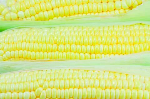 Corn Stock Photos