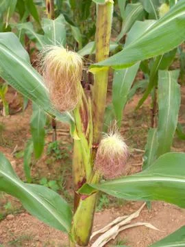 Corn Stock Photos