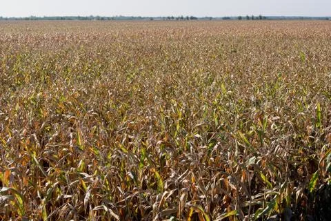 Corn Stock Photos