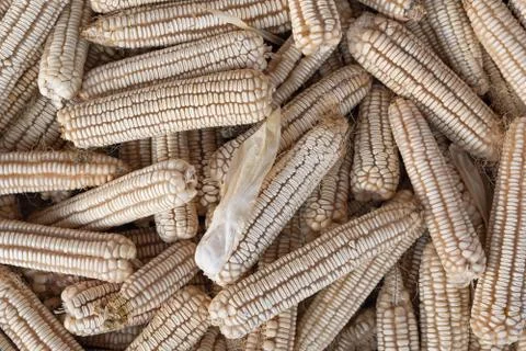 Corn Foto stock