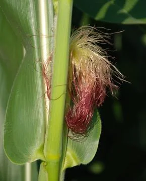 Corn Stock Photos