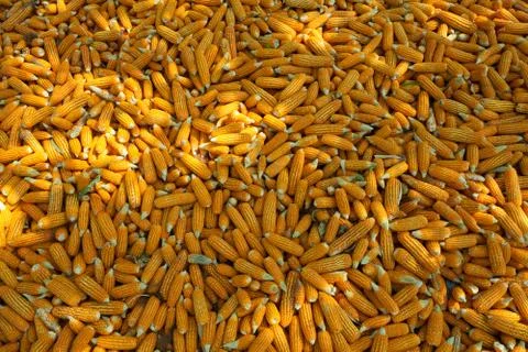 Corn Stock Photos