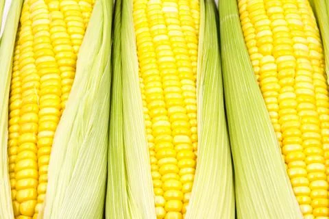 Corn Stock Photos