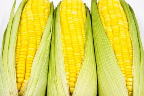 Corn Stock Photos