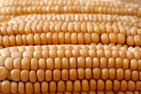 Corn Stock Photos