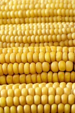 Corn Stock Photos