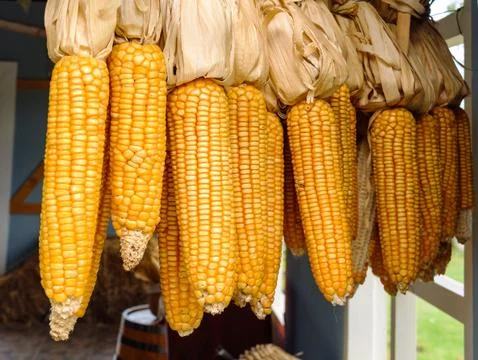 Corn Stock Photos