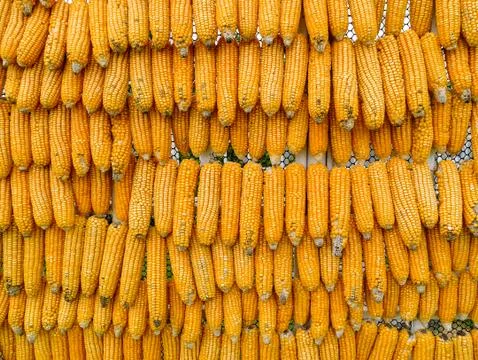 Corn Stock Photos