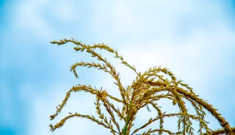 Corn Stock Photos