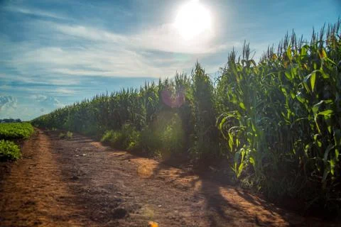 Corn Stock Photos