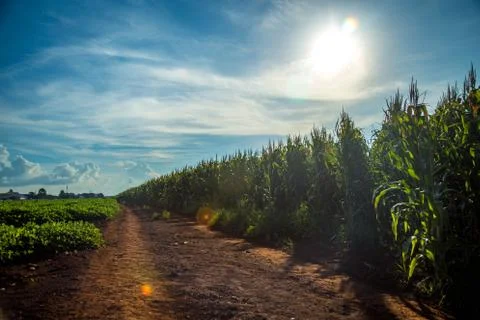 Corn Stock Photos