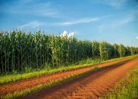 Corn Stock Photos