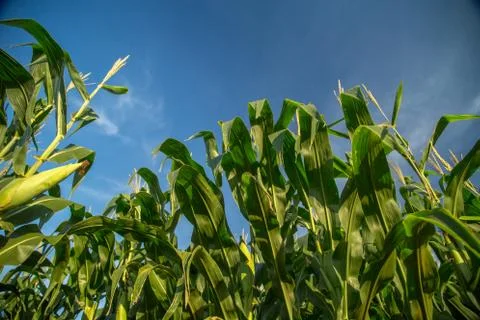 Corn Stock Photos