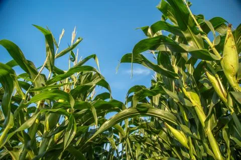 Corn Stock Photos