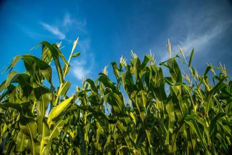 Corn Stock Photos