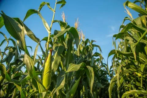 Corn Stock Photos