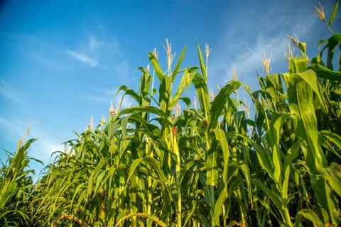 Corn Stock Photos