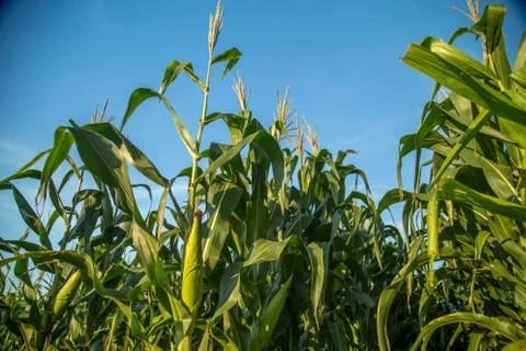 Corn Stock Photos