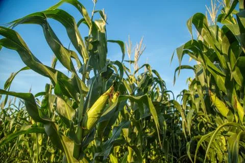 Corn Stock Photos