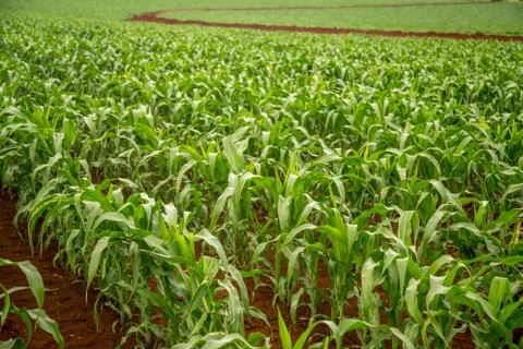 Corn Stock Photos
