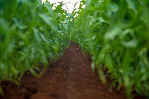 Corn Stock Photos
