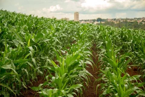 Corn Stock Photos