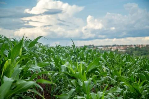 Corn Stock Photos