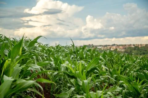 Corn Stock Photos