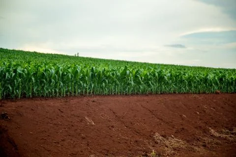 Corn Stock Photos