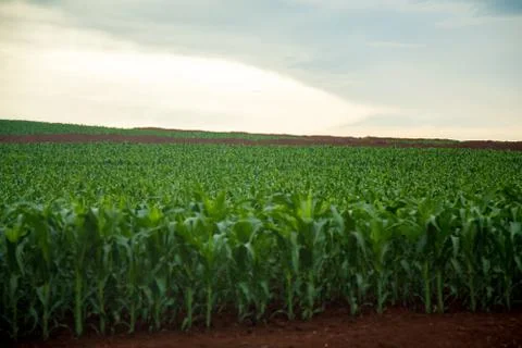 Corn Stock Photos